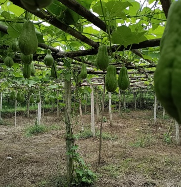 有需要收购佛手瓜的请联系我