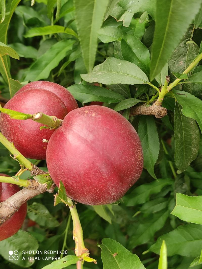 河北秦皇岛黄油桃孕妇儿童时令水果