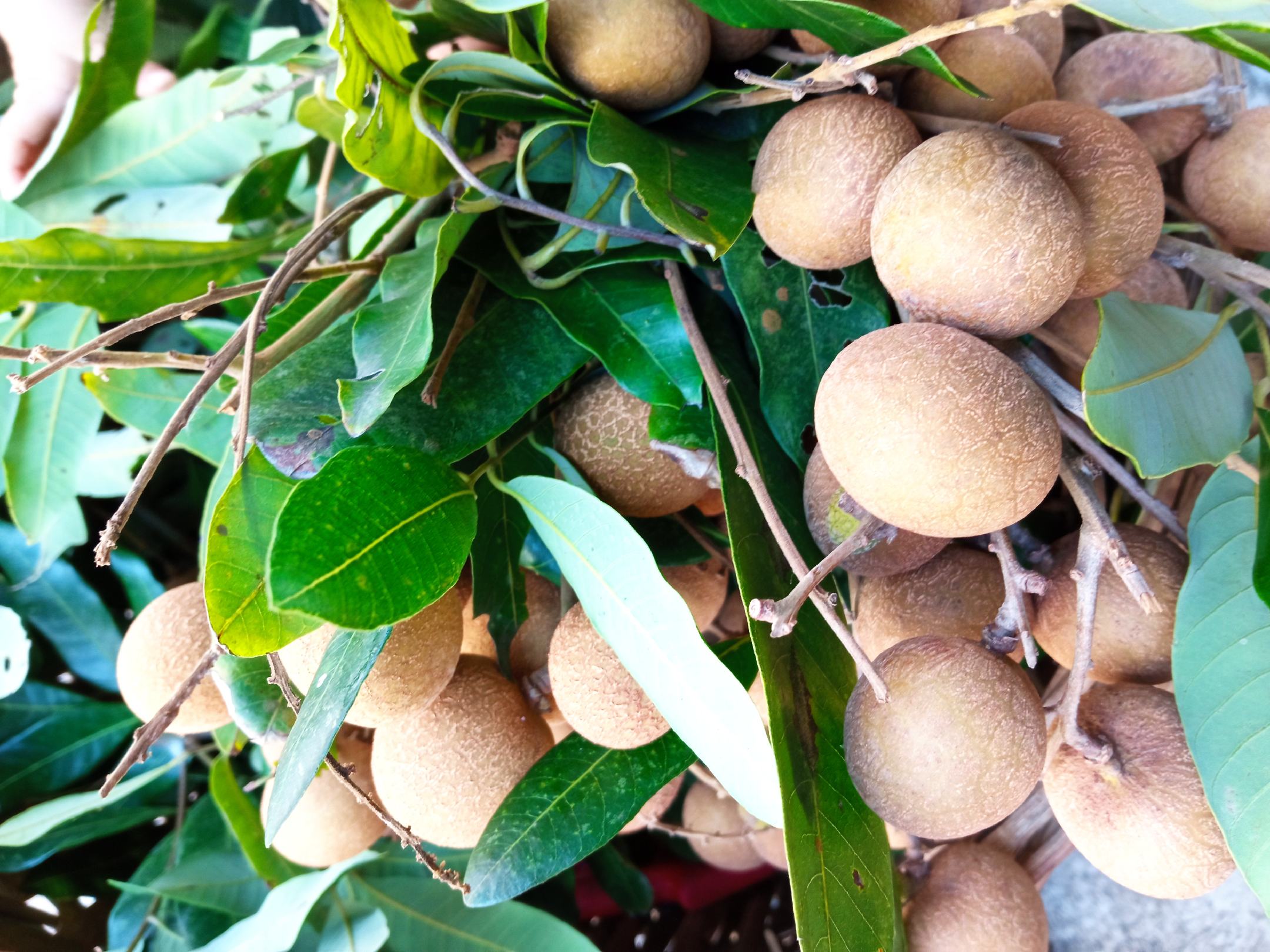 技术人员正在对桂圆树进行春季修剪,去除病弱枝条,促进新梢生长 桂圆春季修剪现场