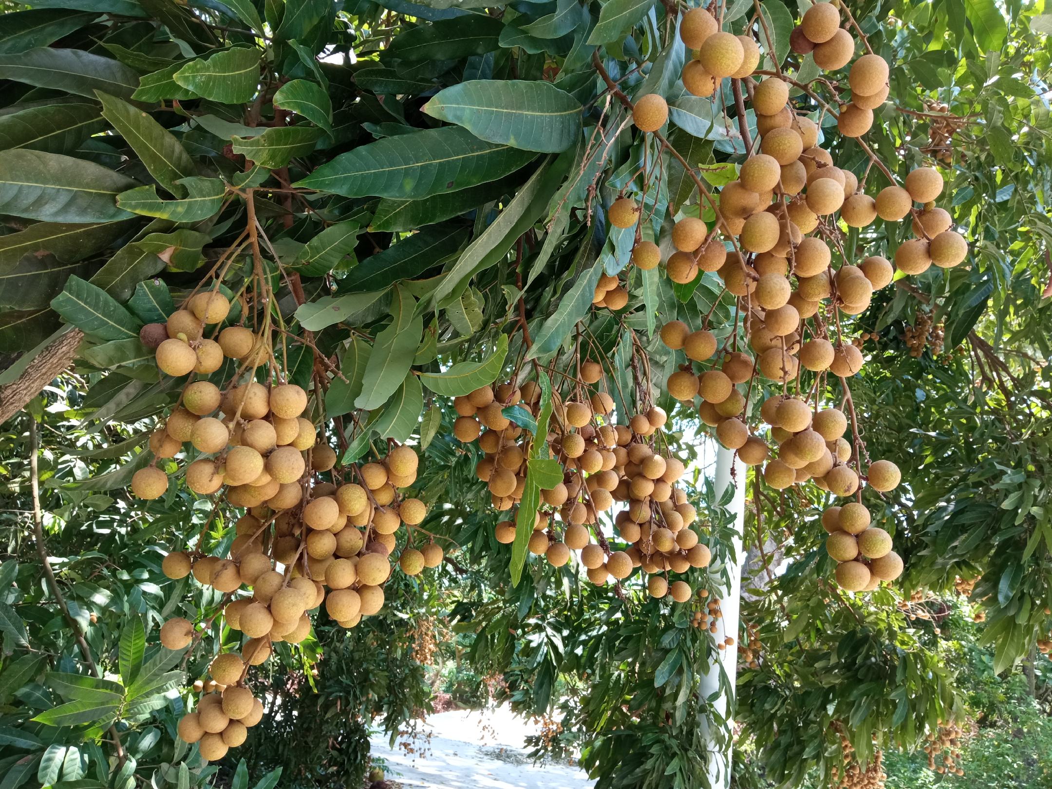 桂圆树在阳光下生长