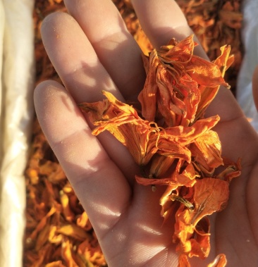 [百合鲜切花批发]兰州百合花干价格100.00元/公斤 - 一亩田