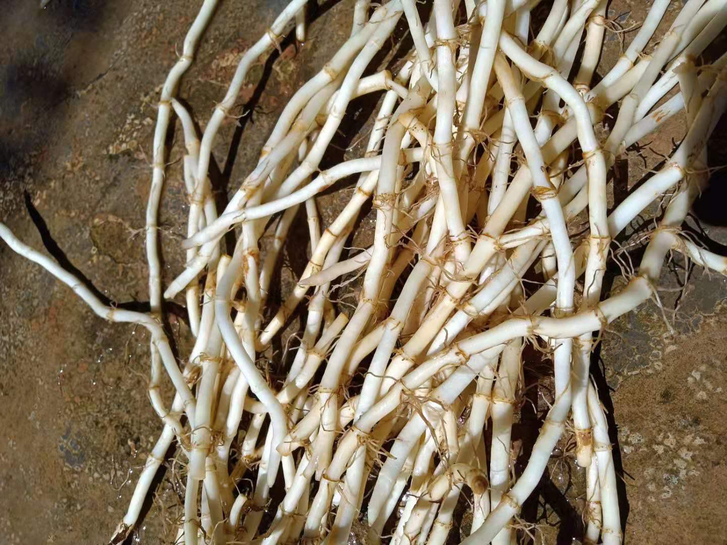 鱼腥草新鲜根茎特写