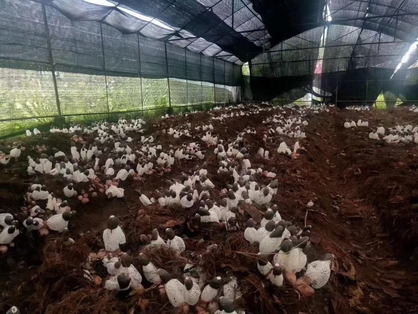 长裙竹荪的人工栽培场景