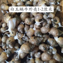 怀孕白玉蜗牛临产种蜗牛,送养殖养殖孵化技术,养殖场直供