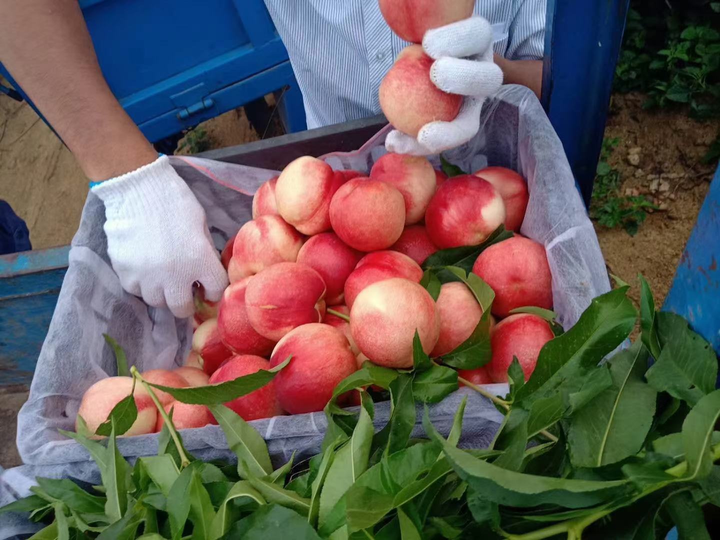 一位农民正在翠冠梨果园中手工采摘成熟的梨子,身穿防晒衣,手持果篮,脸上洋溢着丰收的喜悦,周围是挂满果实的梨树,地面铺有反光膜以促进果实着色,展现现代化生态果园的劳作场景 农户采摘翠冠梨场景