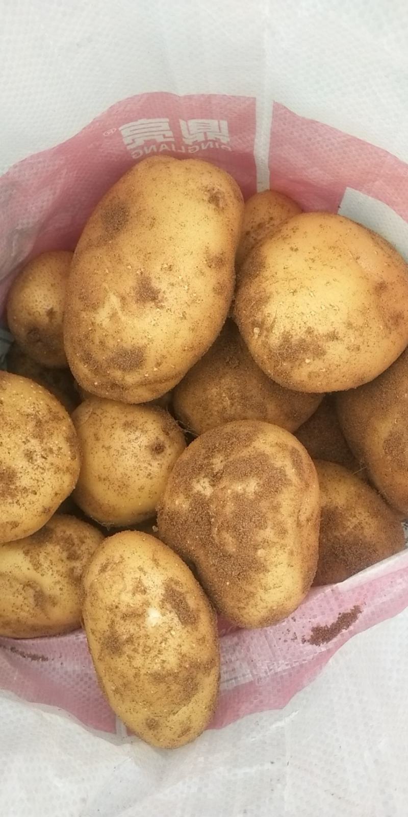 [中薯5号土豆批发]辽宁葫芦岛绥中县土豆 0.35元/斤土豆 _ 一亩田