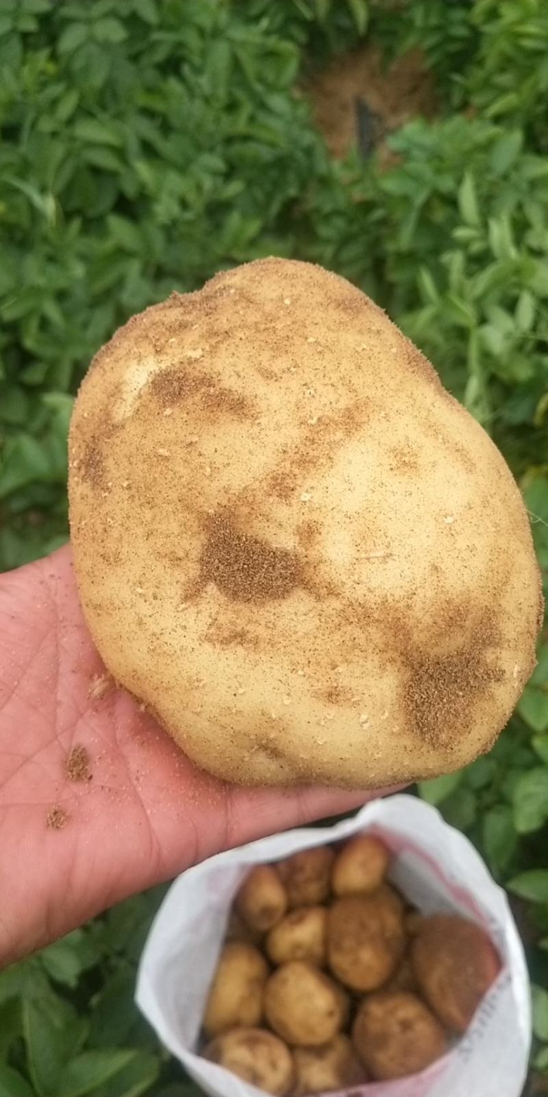 [中薯5号土豆批发]辽宁葫芦岛绥中县土豆 0.35元/斤土豆 _ 一亩田