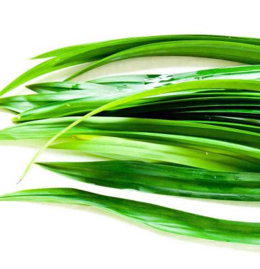 [批发]【包邮_5斤斑兰叶】热销新鲜调料斑兰叶2斤3斤4斤斑兰叶价格41.