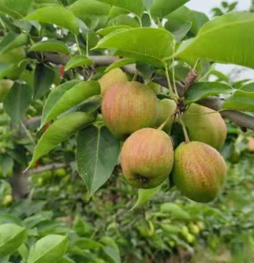 [梨批发]七月胭脂梨价格2.80元/斤 - 一亩田