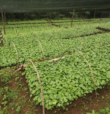 [批发]大量有山葵苗价格0.15元/棵 - 一亩田