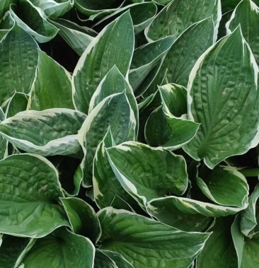 [玉簪批发]银边玉簪价格0.60元/棵 - 一亩田