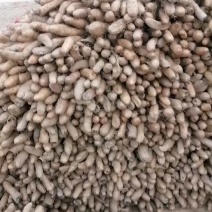 长年出售山药种子：栽子无代办费