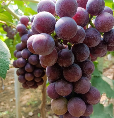 山东菏泽牡丹区高庄镇白虎集巨峰葡萄熟啦开始走车