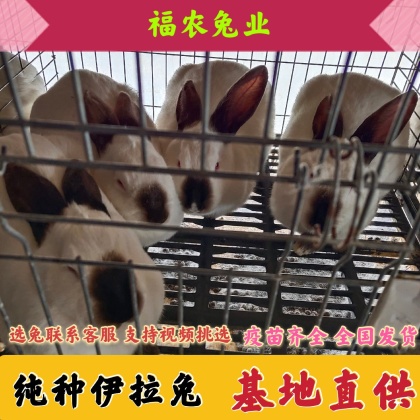 活猪价格行情_今日活猪价格多少钱一斤 _ 一亩田