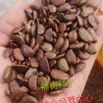 柿树种子果树柿子花好吃的柿子的果实柿子树种子