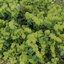 金银花1米以下