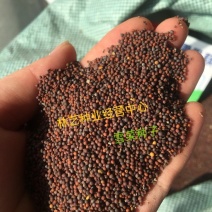散装出售雪菜种子雪里蕻大叶雪菜小叶雪菜出芽率高确保正品
