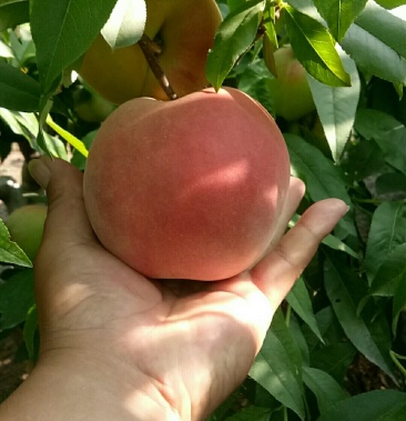 [桃批发]中桃5号价格1.50元/斤 - 一亩田