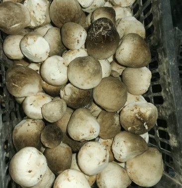 鲜草菇蒸煮草菇质量优良