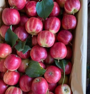 [123苹果批发]123小苹果基地 口感香甜 质量优质 精品价格0.