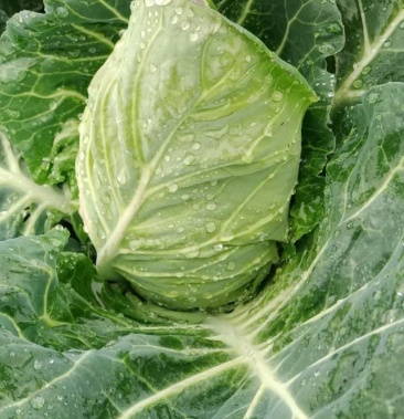 [甘蓝批发]牛心莲花白价格0.06元/斤 - 一亩田