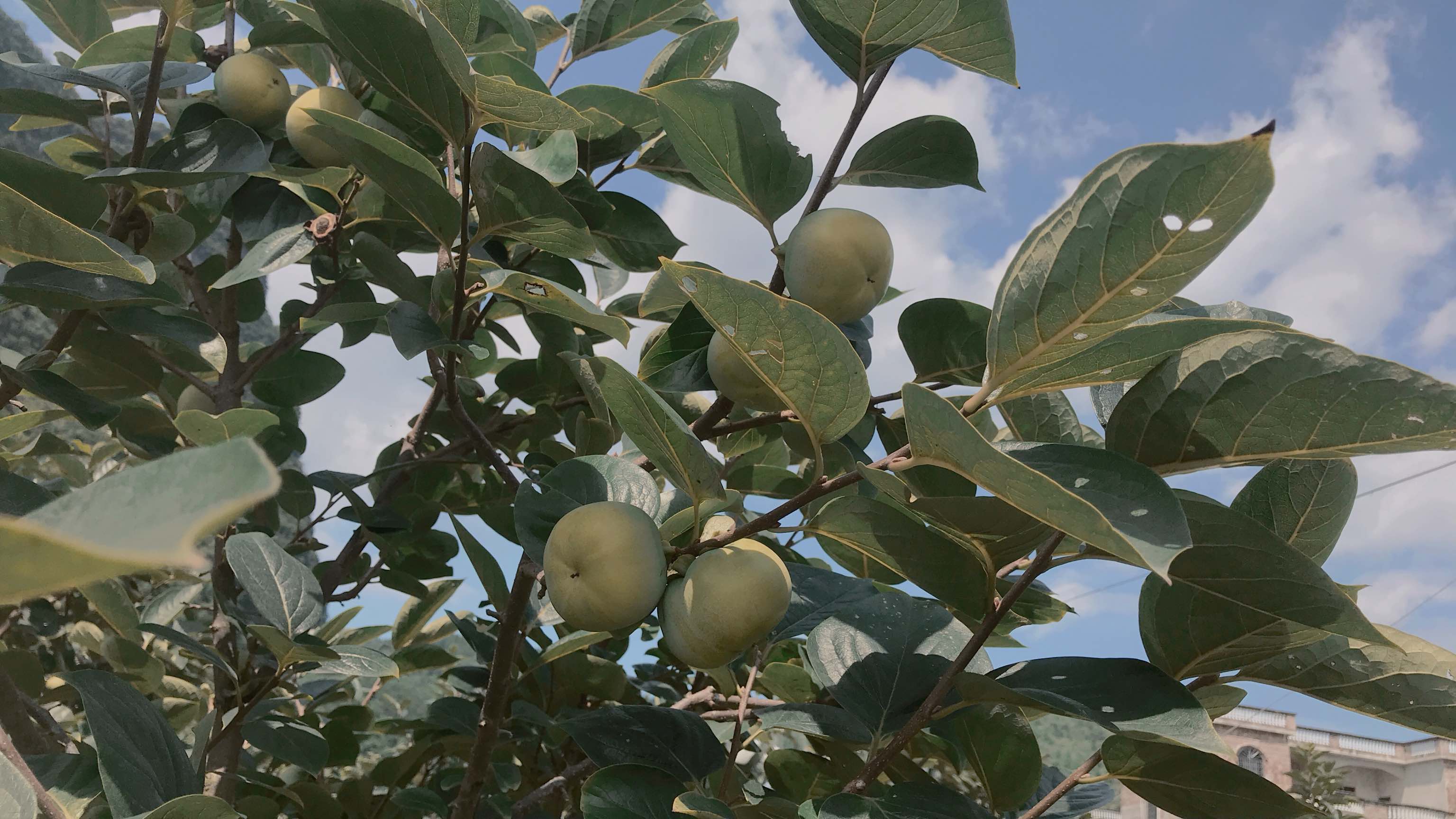 鸡心柿整株果树挂果特写