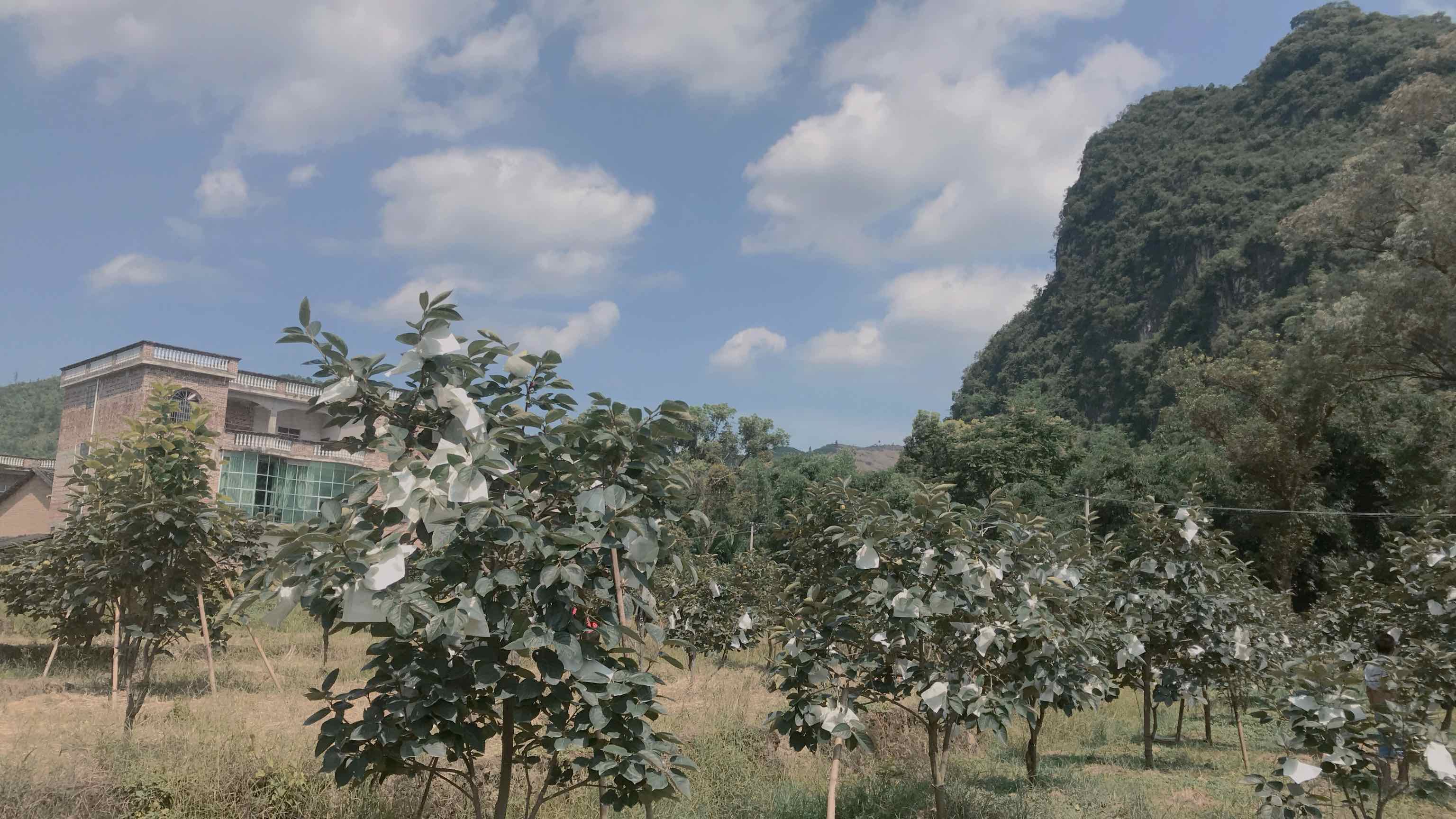 脆柿果园采摘场景