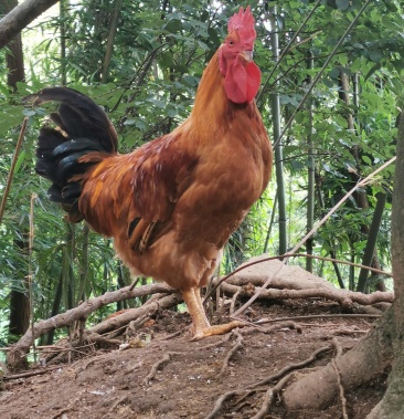 散养公鸡(走地鸡)(优公黄脚)桐梓县程氏兄弟养殖场
