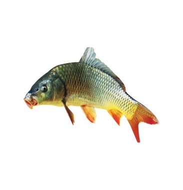 [鲤鱼批发]精品红尾鲤鱼价格9.00元/斤 - 一亩田