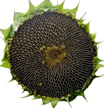 [向日葵花盘批发]新鲜向日葵盘,30-50cm直径价格3.00元/个 - 一亩田