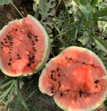 [西瓜批发]台头西瓜好瓜价格0.60元/斤 - 一亩田