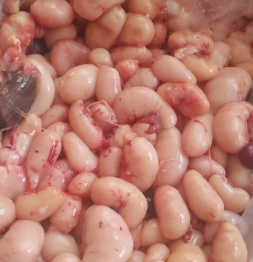 [鸡腰子批发]正宗土鸡腰,可批发联手,鲜冻货都有,质量品质实拍价格45.