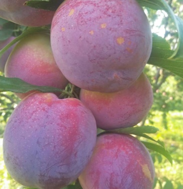 10万斤以上优质幸运李子,安哥诺李子,黑布林李子