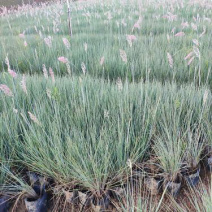 坡地毛冠草种植基地大量供应优质坡地毛冠草种苗
