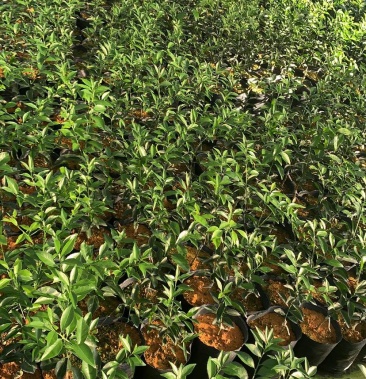 新会茶枝柑红柠檬头苗