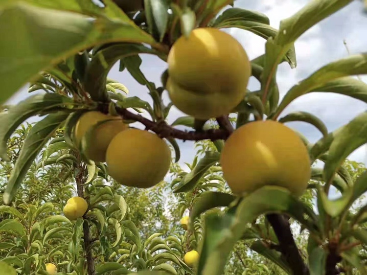 蜂糖李采摘场景：果农清晨手工采收