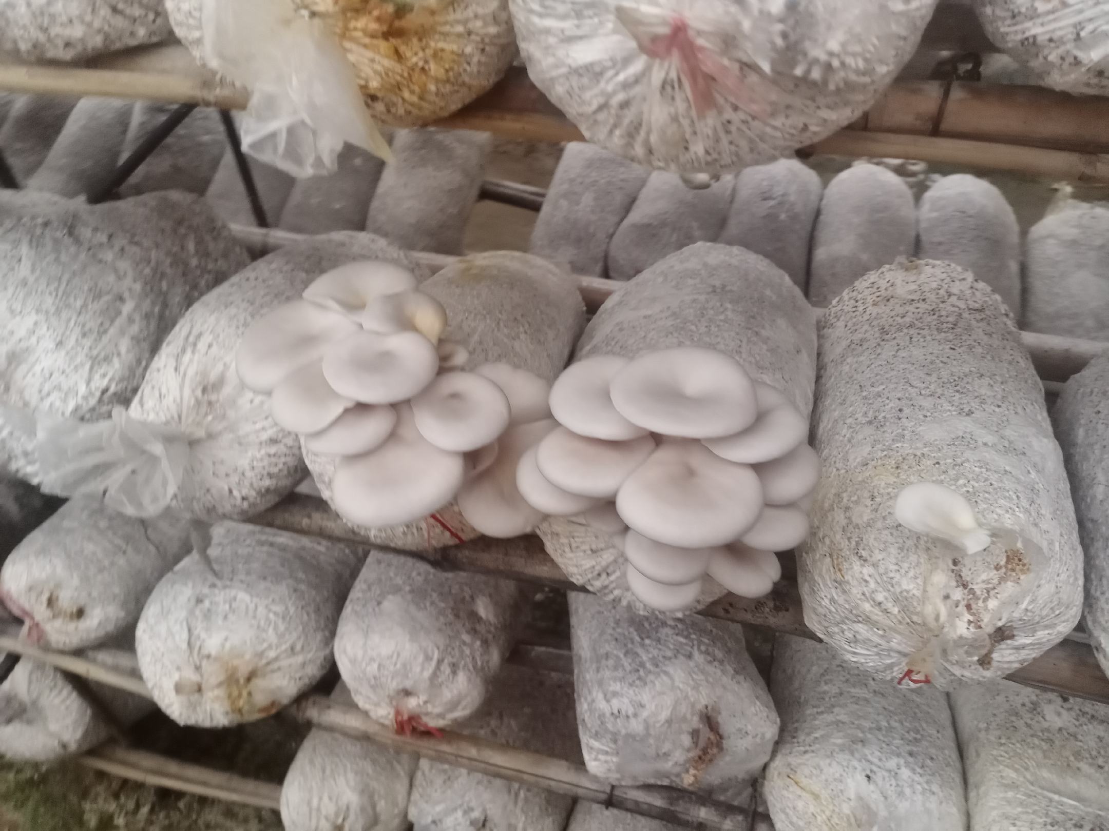 平菇出菇阶段管理示意图