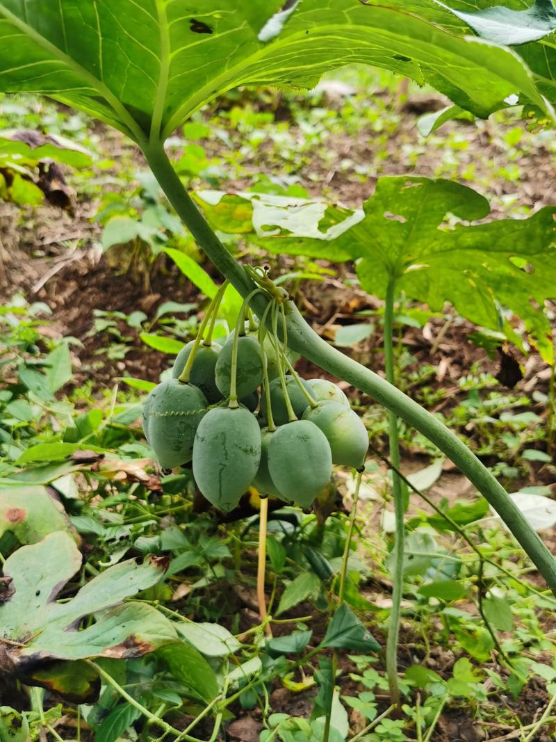 莲莲果药材图片