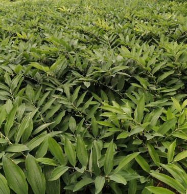 玉竹湘玉竹新货上市欢迎各大老板洽谈业务货源总量百亩