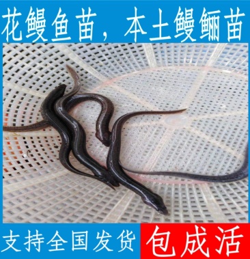 [鳗鱼苗批发]优质花鳗鱼苗,本土鳗鲡,百万现货,支持全国发货.价格8.