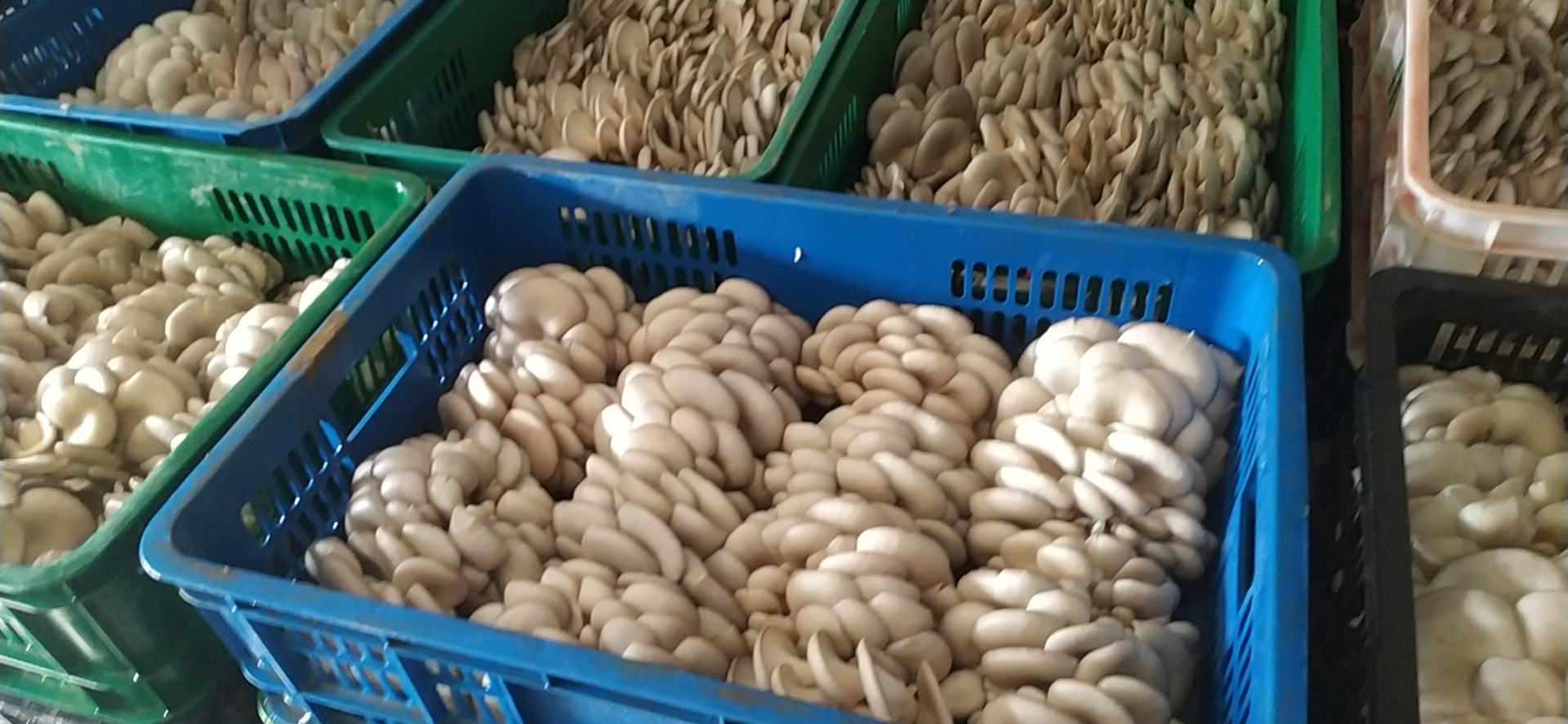 鲜平菇市场销售场景图