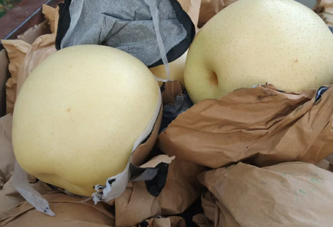 樱桃与梨的对比图