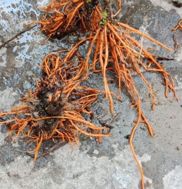 [野蚕豆批发]黑草和红根野蚕豆价格800.00元/斤 - 一亩田