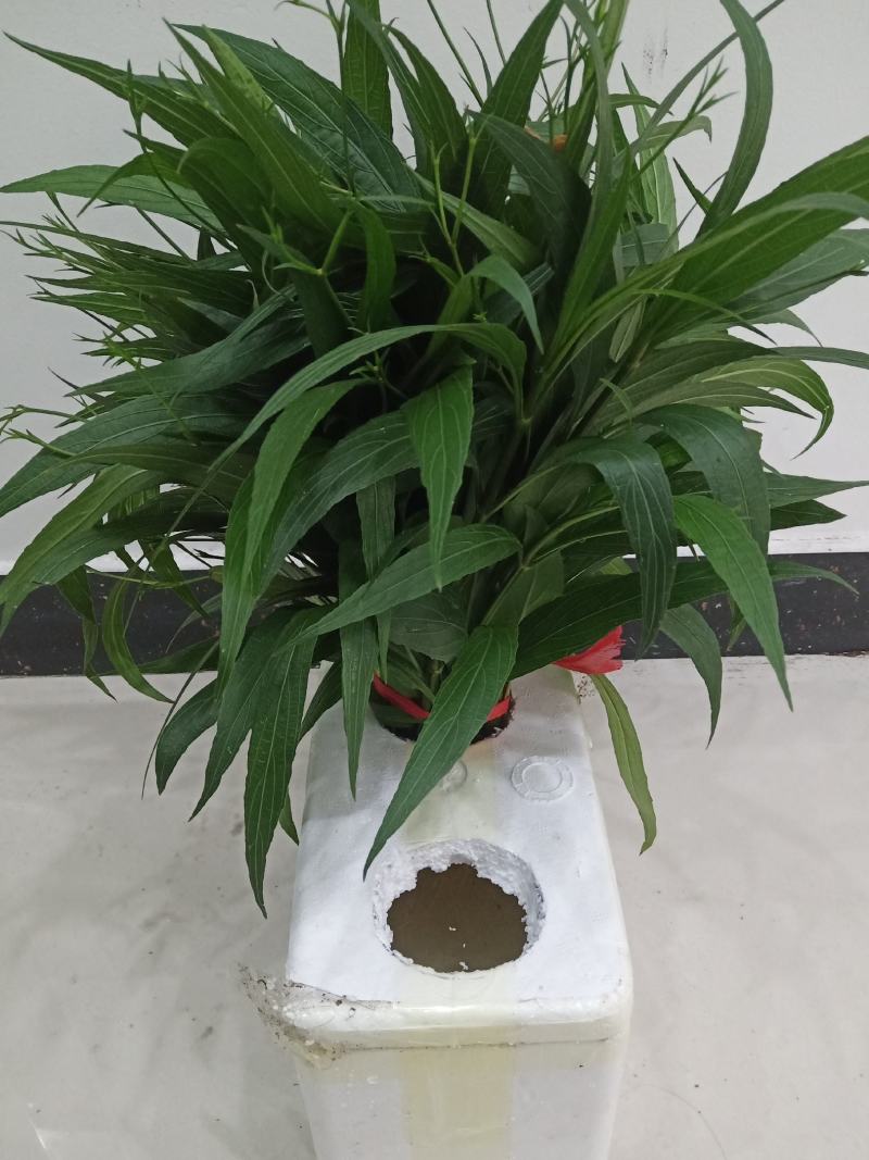 翠芦莉紫色花水培育苗无虫无病好养易活可地栽盆栽水养