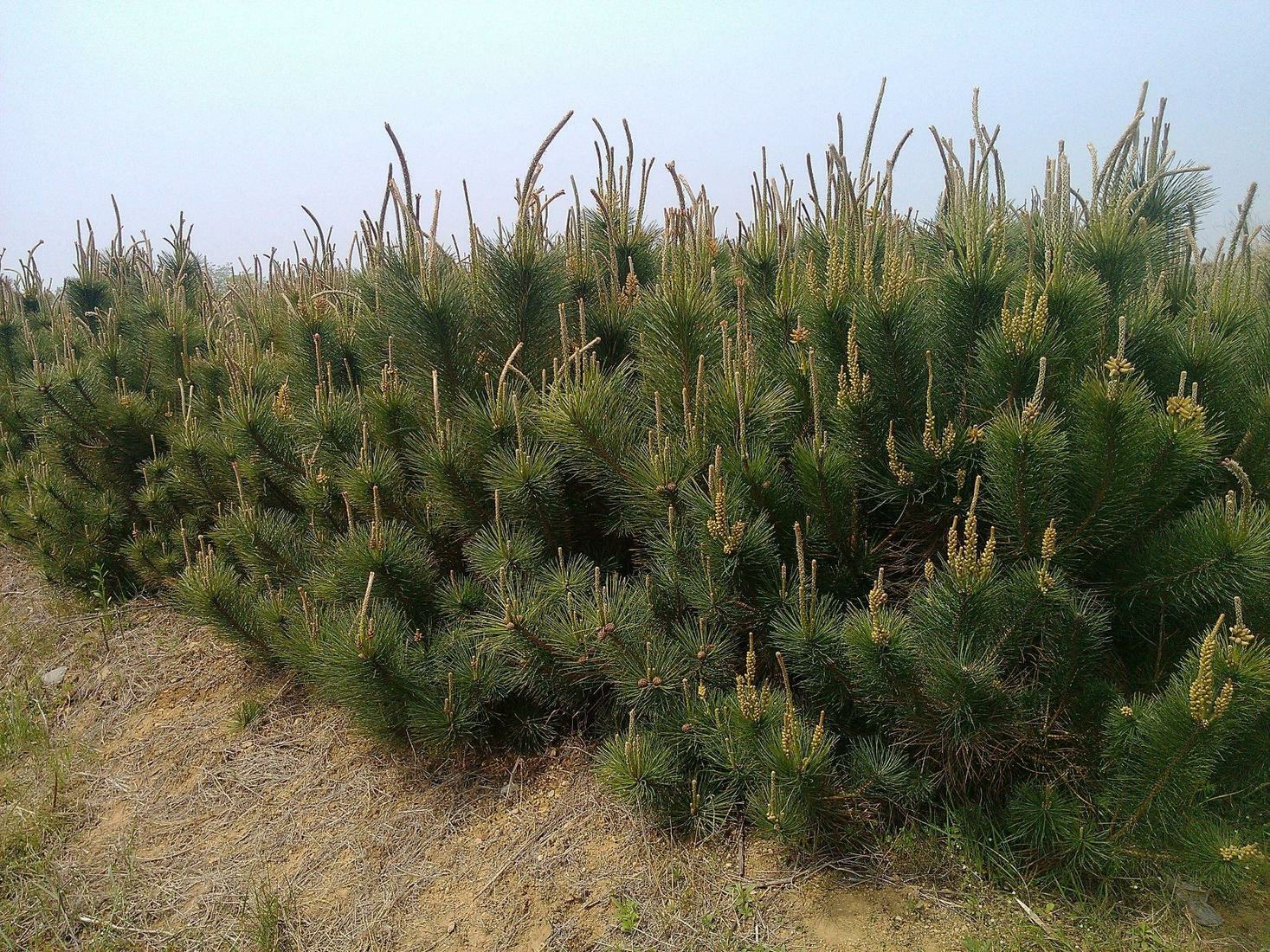 油松在自然林区的生长状态