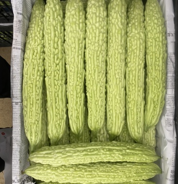 [苦瓜批发]精品油苦瓜价格0.50元/斤 - 一亩田