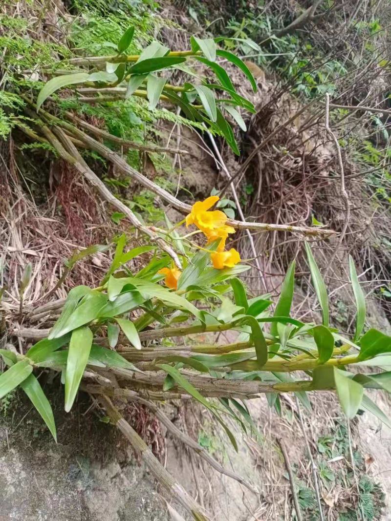 野生黄草石斛图片图片