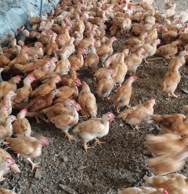 黄鸡,红羽脱温鸡1.5斤左右