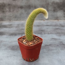 九尾狐多肉植物正版猴尾柱软毛猴尾巴垂吊软毛仙人掌