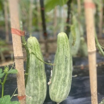 羊角蜜有二个大棚